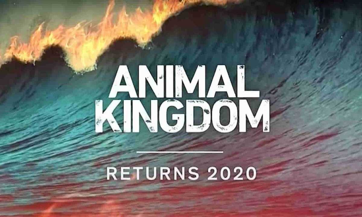 Animal Kingdom Season 5: About, Release Date, Cast, Plot And Know More!! -  Auto Freak
